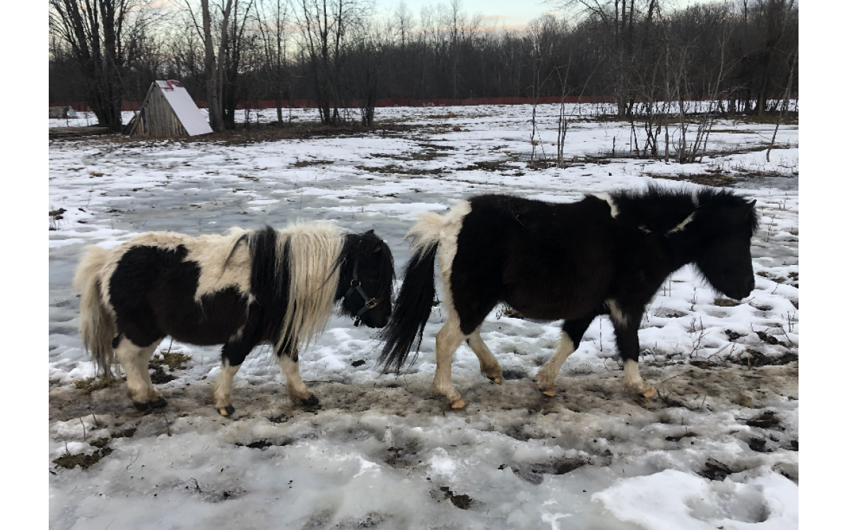 Meet Cosmo and Stella, our miniature horses