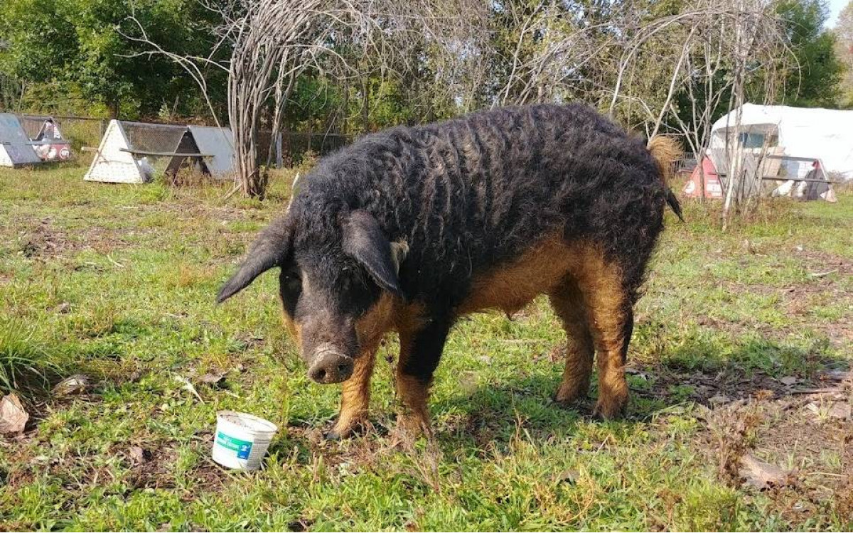 Meet Pumba-the-Pig and His Dame
