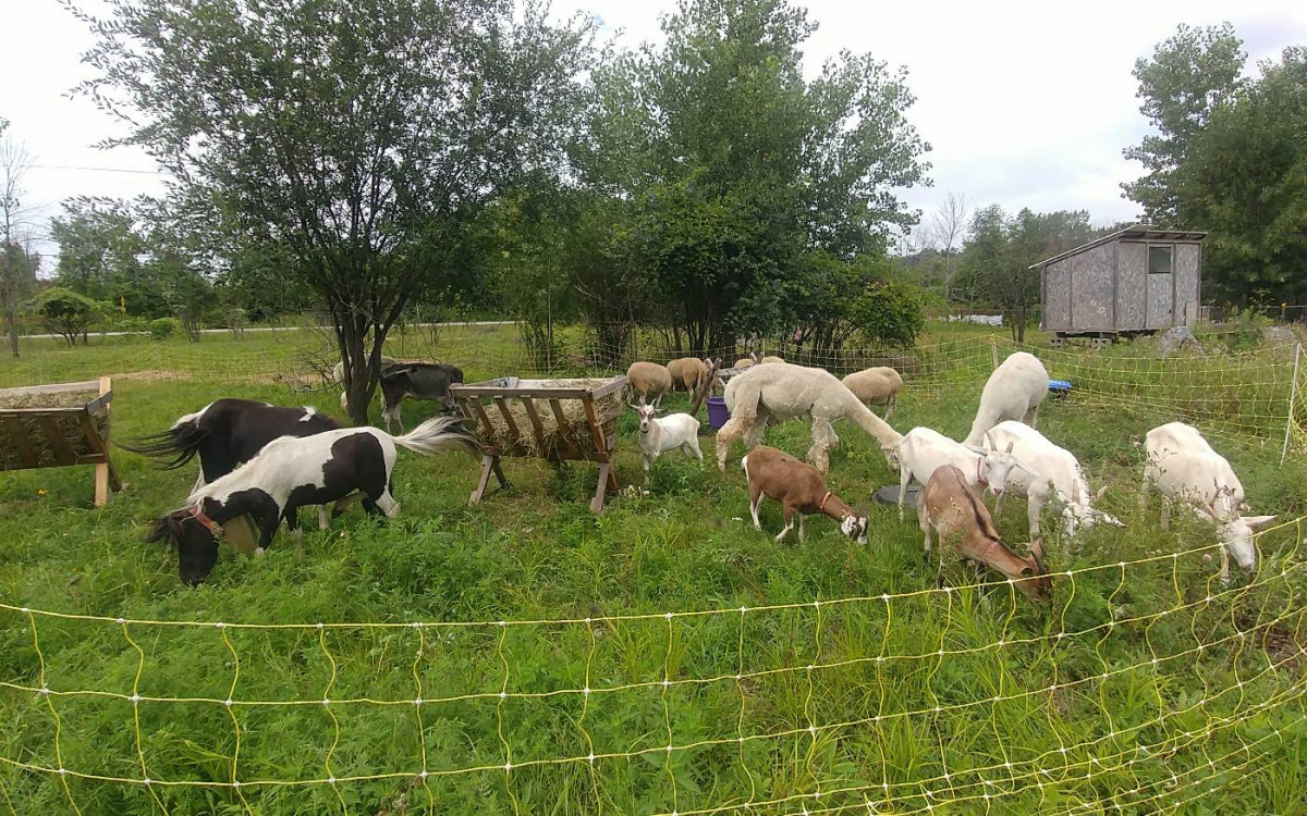 Regenerative Grazing