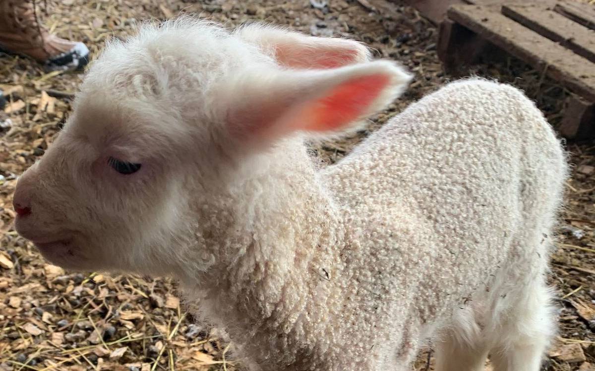 Newborn lambs