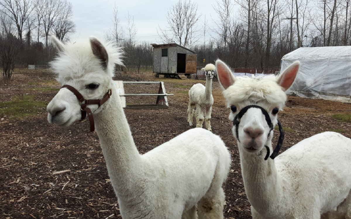 Alpacas