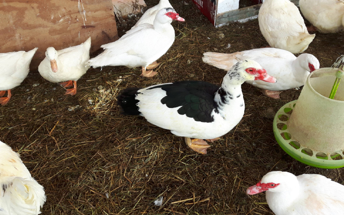 Muscovy Ducks