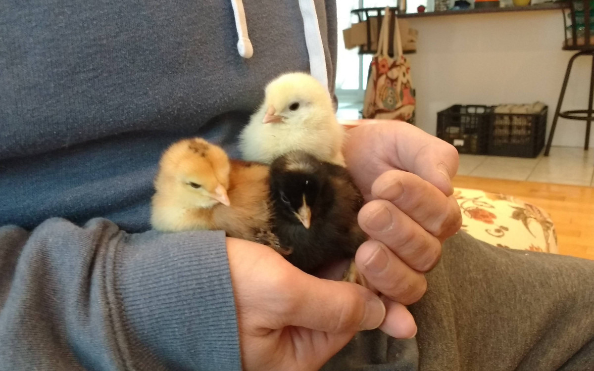 When the Chicks Hatch