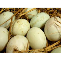 Duck Eggs