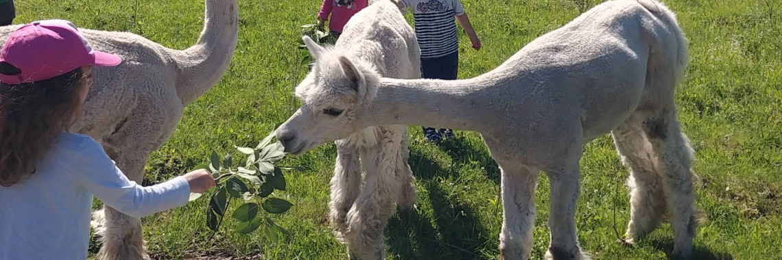 alpaca