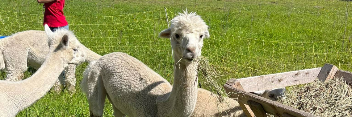 alpaca