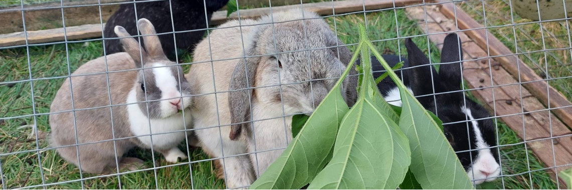 bunnies