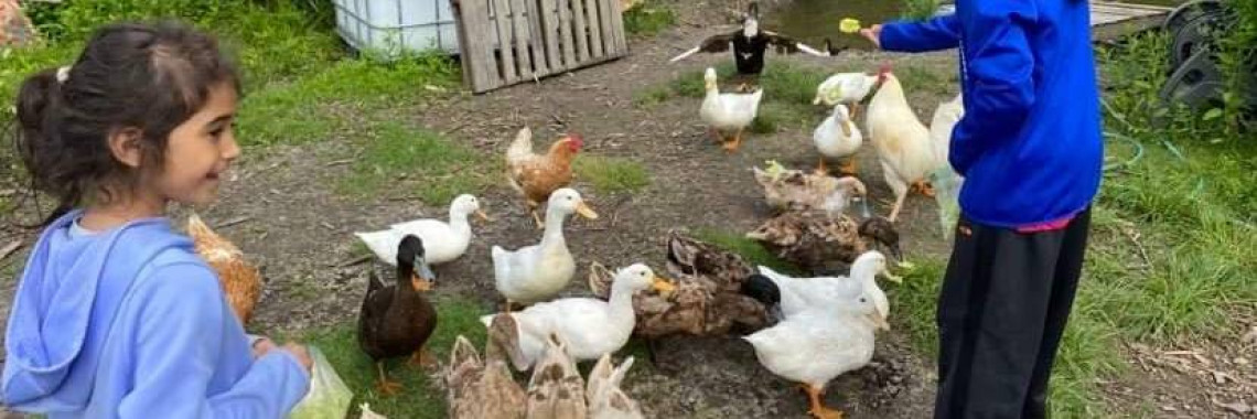 ducks