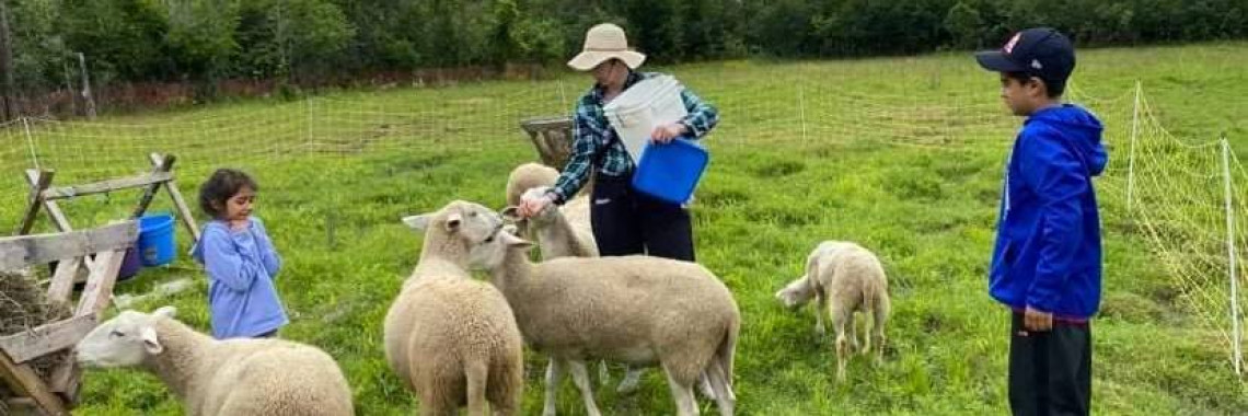 sheep