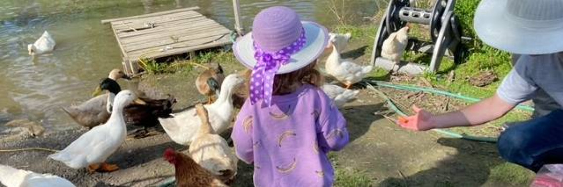 duck
