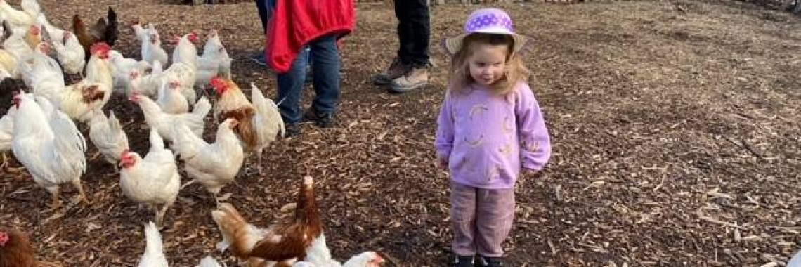 chicken