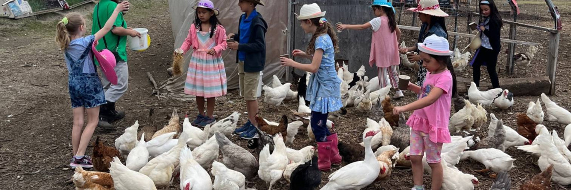 chickens