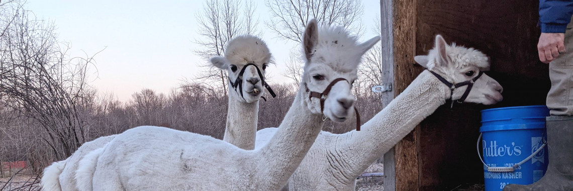 alpaca