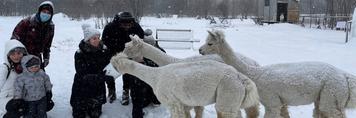 alpaca