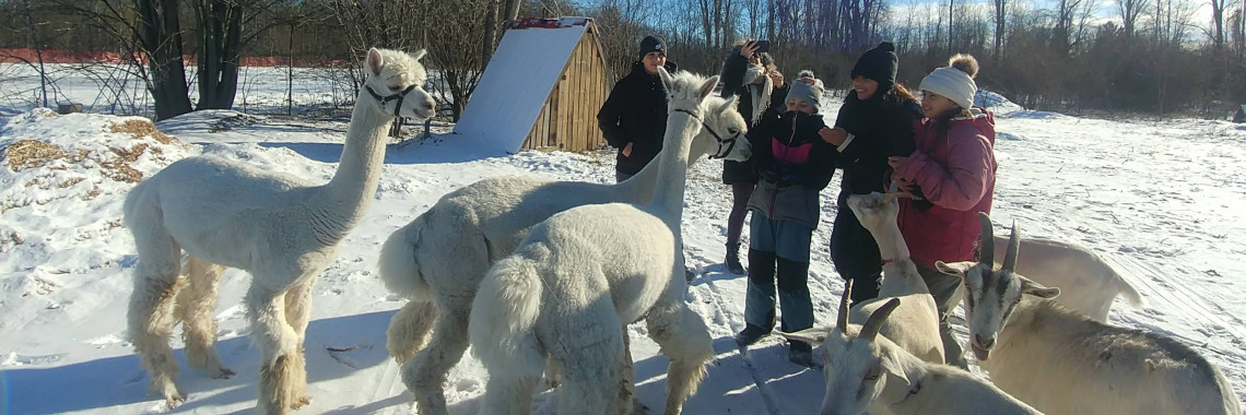 alpaca