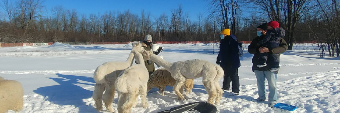 alpaca