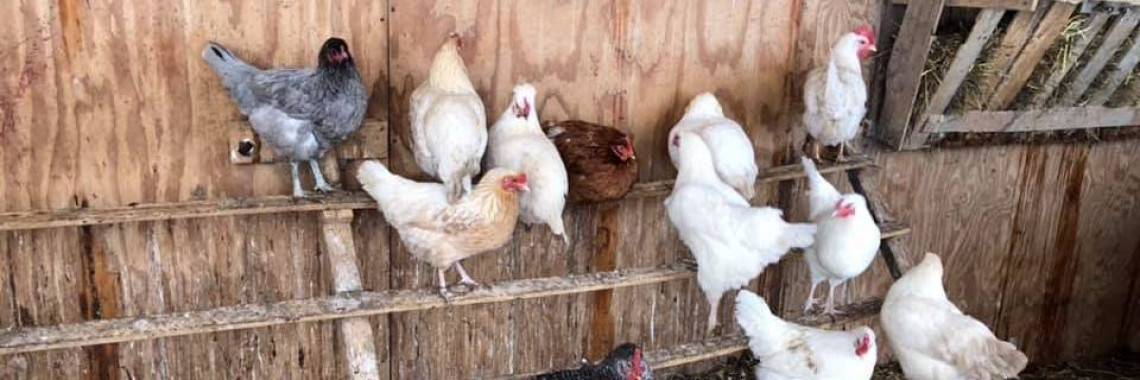 chicken