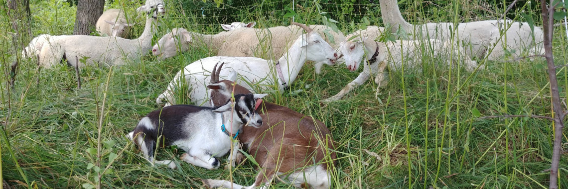 goats