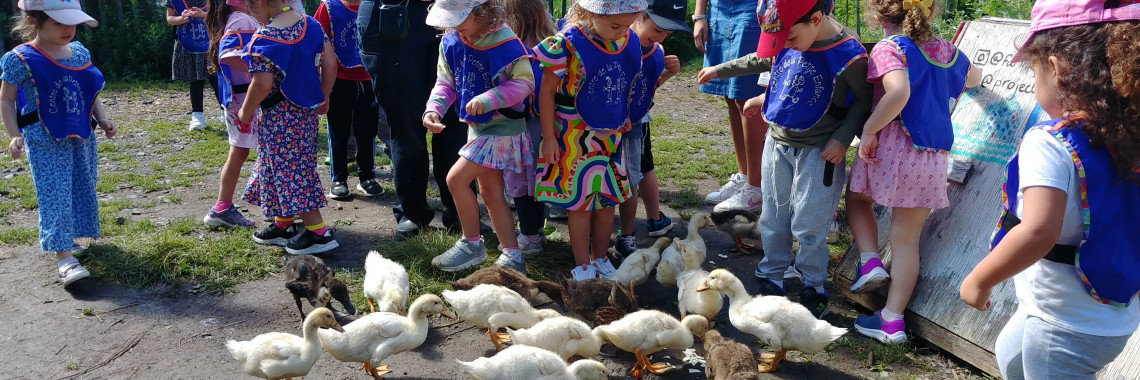 ducklings