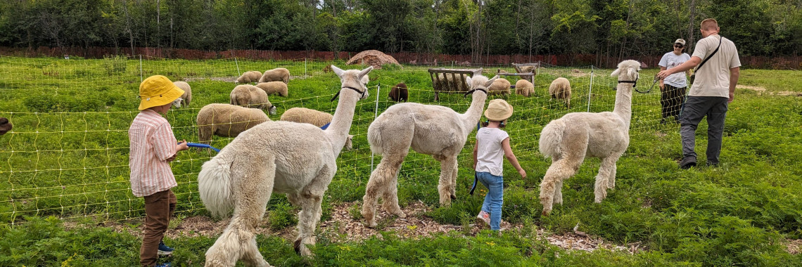 alpacas